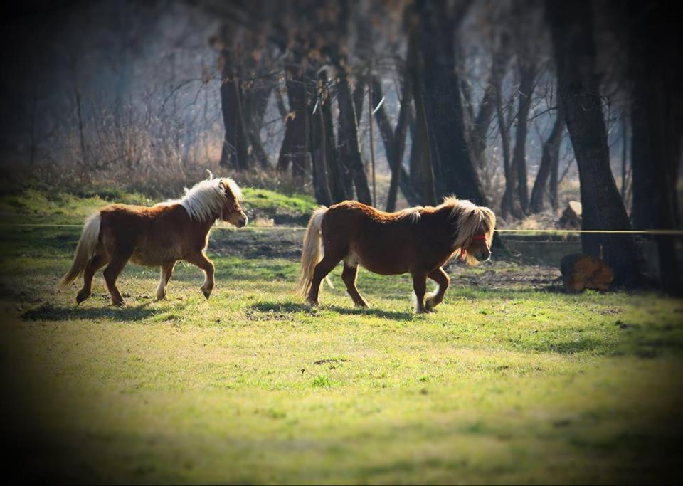 Fantanita Craiesei Hotel Fagaras Bagian luar foto